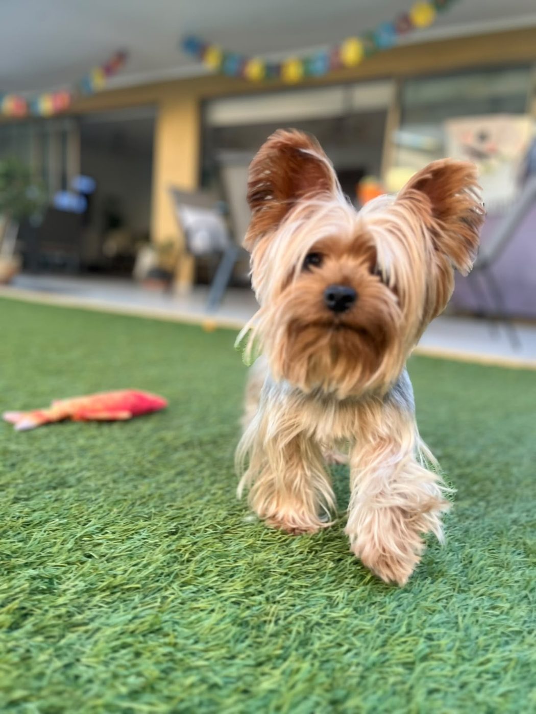 Nuestro perrito