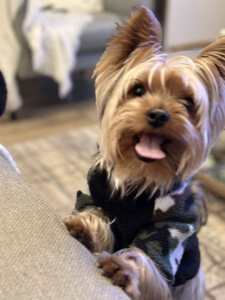 Nuestro perrito
